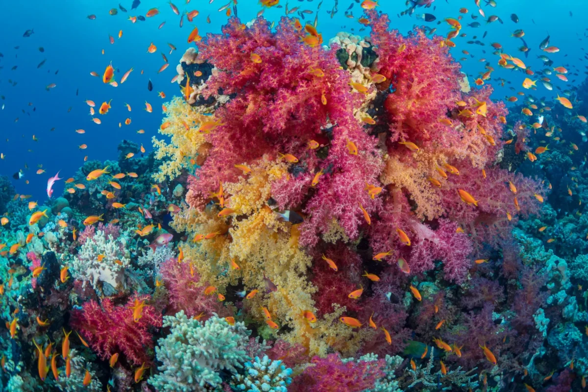 Colorful soft coral reef in the Red Sea with tropical fish